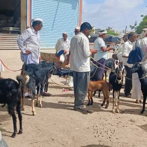 sheli_medhi_bajar_4_original