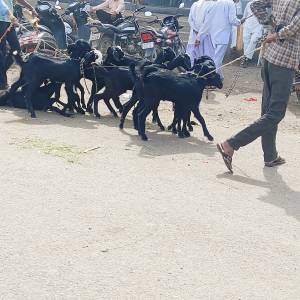 sheli_medhi_bajar_6_original