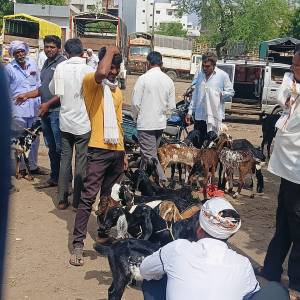 sheli_medhi_bajar_original