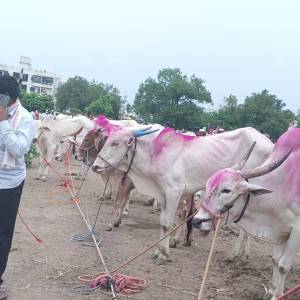 bail_bajar_5_original