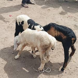 sheli_medhi_bajar_2_original