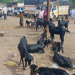 sheli_medhi_bajar_3_original