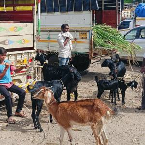 sheli_medhi_bajar_5_original