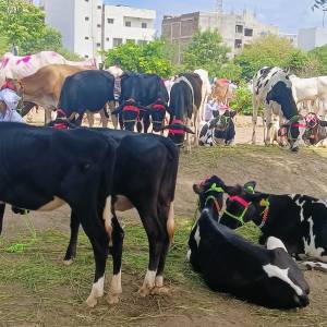 gai_market2_original