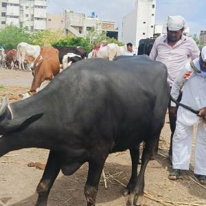 mhashi_bajar_original